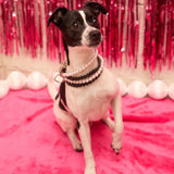POOCH Collar