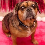 POOCH KNICKS Collar – Tahitian Blue Pearls