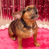 POOCH Collar