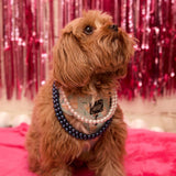 POOCH Collar