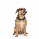 POOCH KNICKS Collar – Tahitian Blue Pearls